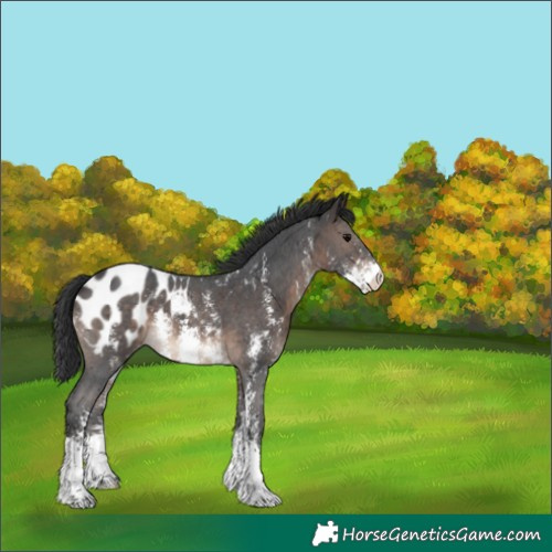 Horse Color:Brown Sabino Appaloosa