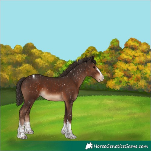 Horse Color:Liver Chestnut Sabino Splash Tobiano Snowflake Varnish 