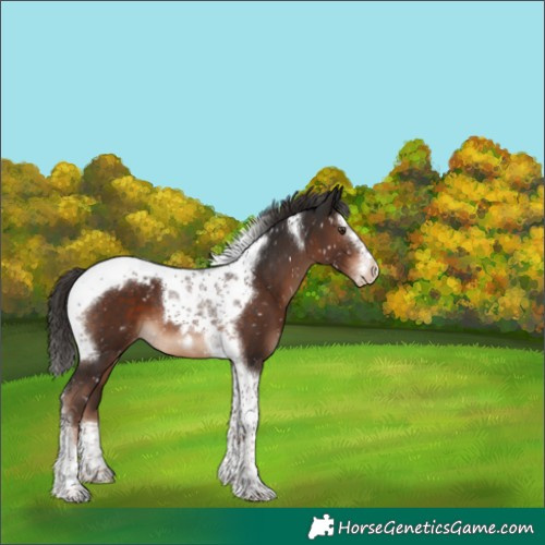 Horse Color:Liver Chestnut Splash Tobiano Frame Snowflake Varnish 