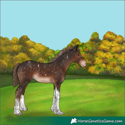 Horse Color:Liver Chestnut Tobiano Snowflake Varnish Rabicano 