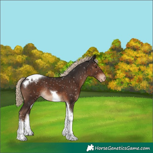Horse Color:Liver Chestnut Tobiano Snowflake Varnish Rabicano 