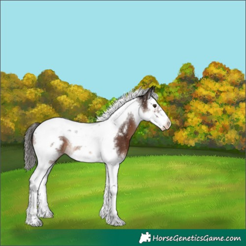Horse Color:Liver Chestnut Splash Tobiano Frame Snowflake Varnish Rabicano 