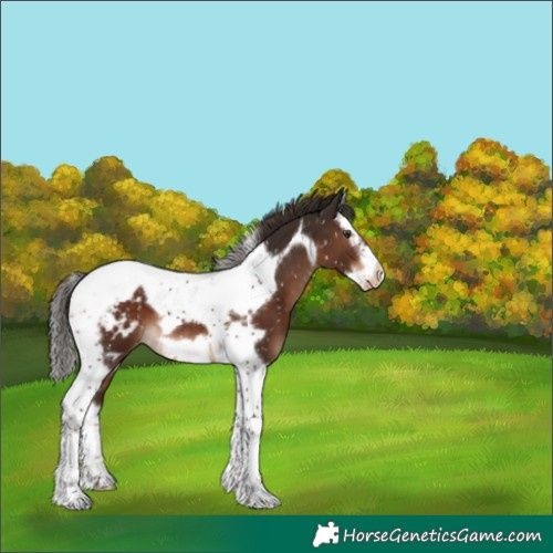 Horse Color:Liver Chestnut Splash Tobiano Frame Snowflake Varnish Rabicano 
