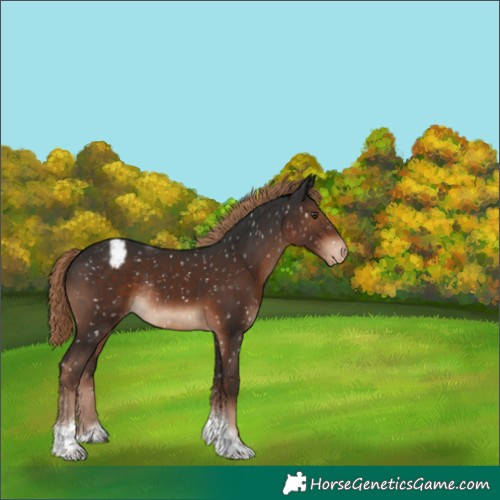 Horse Color:Liver Chestnut Tobiano Snowflake Varnish Rabicano 