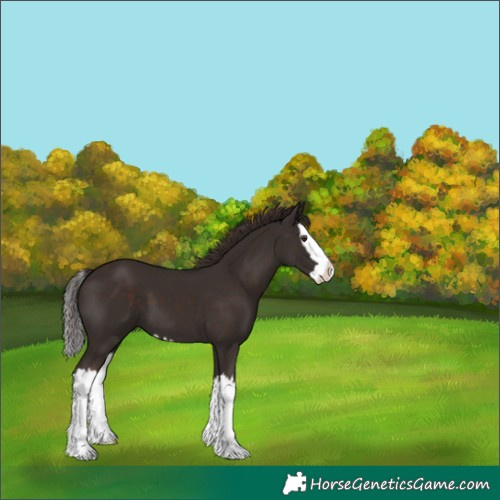 Horse Color:Liver Chestnut Splash 