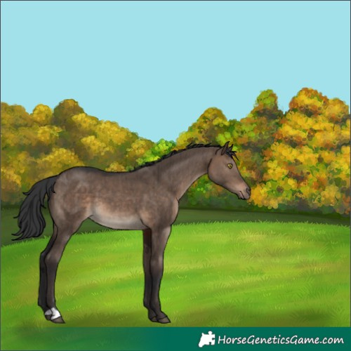 Horse Color:Brown Dun Brindle 
