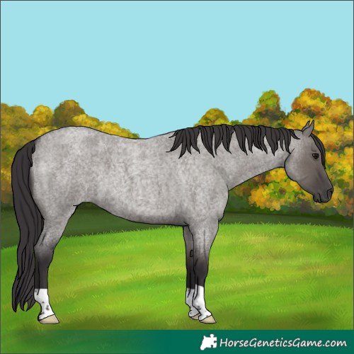Horse Color:Smoky Grullo Roan