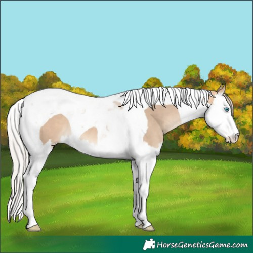 Horse Color:Silver Bay Dun Splash Tobiano 