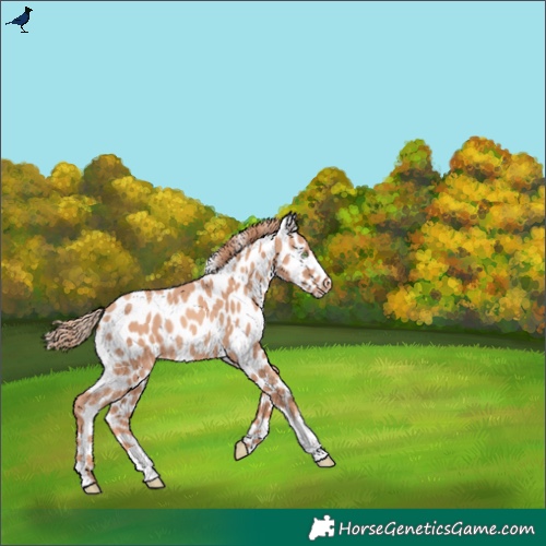 Horse Color:Gold Champagne Appaloosa