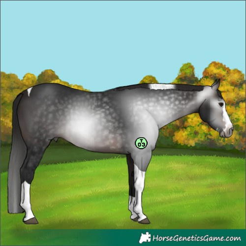 Horse Color:Gray White Spotted Bay Splash Tobiano 