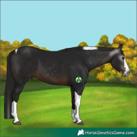 Horse Color:Gray White Spotted Bay Splash Tobiano