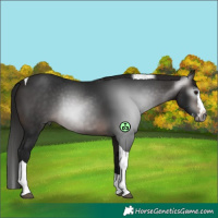 Horse Color:Gray White Spotted Bay Splash Tobiano 