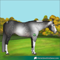 Horse Color:Gray White Spotted Bay Splash Tobiano