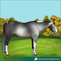 Horse Color:Gray White Spotted Bay Splash Tobiano