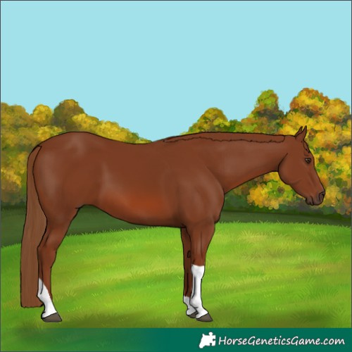 Horse Color:Chestnut Tobiano 
