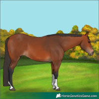 Horse Color:Bay Tobiano 