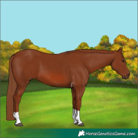 Horse Color:Chestnut Tobiano 