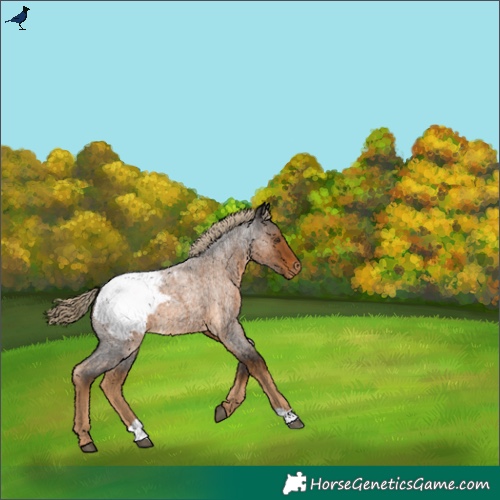 Horse Color:Chocolate Palomino Roan Appaloosa 
