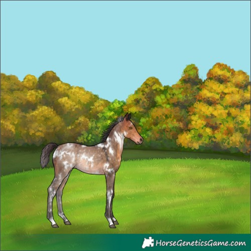 Horse Color:White Spotted Buckskin Dun Rabicano 