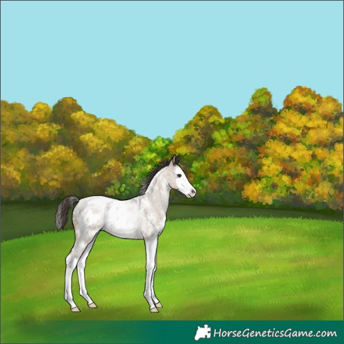 Horse Color:White Spotted Liver Red Dun Roan Splash Appaloosa Rabicano