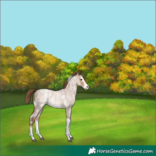 Horse Color:White Spotted Red Dun Roan Splash Rabicano