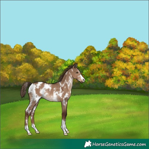 Horse Color:White Spotted Liver Red Dun Rabicano
