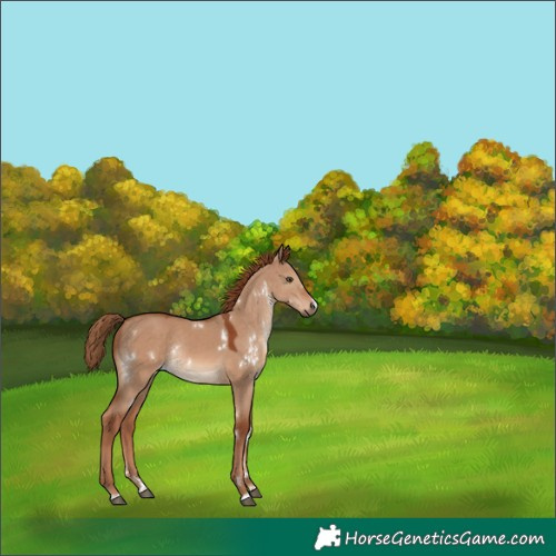 Horse Color:White Spotted Red Dun Rabicano