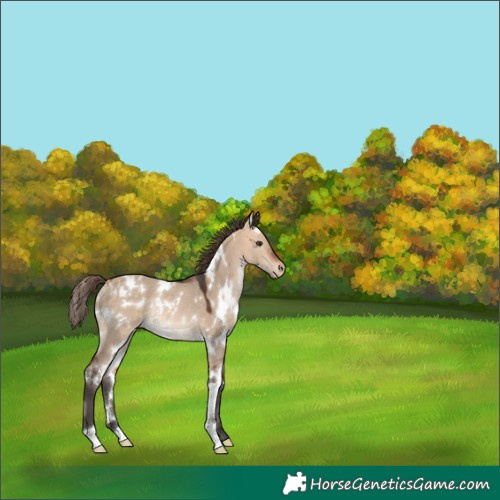 Horse Color:White Spotted Bay Dun Appaloosa Rabicano 