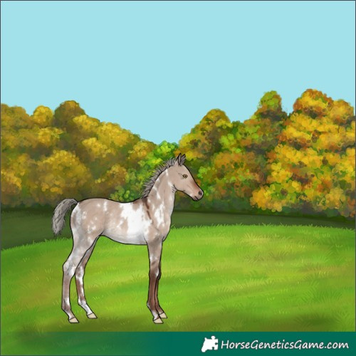 Horse Color:White Spotted Liver Red Dun Mushroom Rabicano
