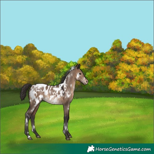 Horse Color:White Spotted Brown Dun Appaloosa Rabicano