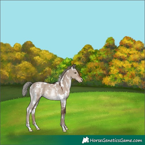Horse Color:White Spotted Liver Red Dun Mushroom Appaloosa Rabicano