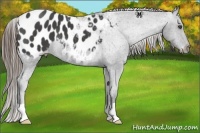 Horse Color:Smoky Black Appaloosa 
