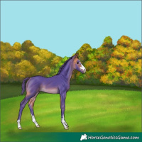 Horse Color:Watercolor Buckskin 