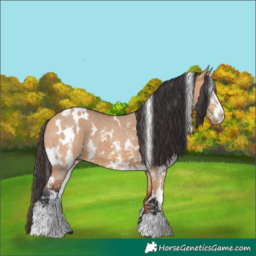 Horse Color:White Spotted Bay Dun Sabino 