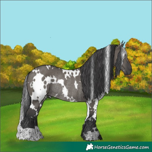 Horse Color:White Spotted Grullo Rabicano 