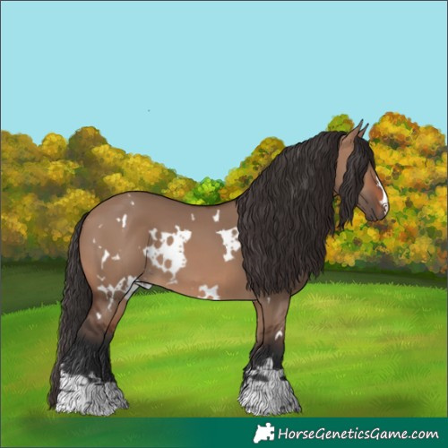Horse Color:White Spotted Brown Dun 