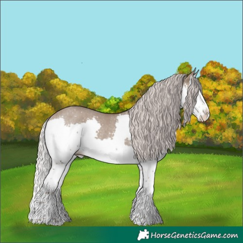 Horse Color:Silver Grullo Splash Rabicano 