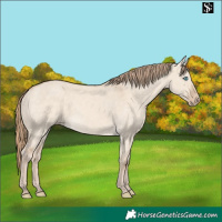 Horse Color:Perlino Dun
