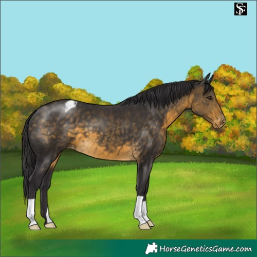Horse Color:Buckskin Blanket 