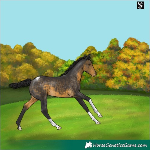 Horse Color:Buckskin Appaloosa