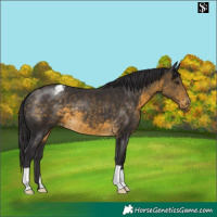 Horse Color:Buckskin Blanket 