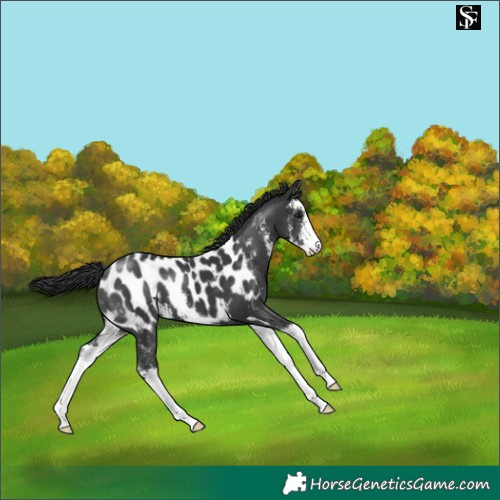 Horse Color:Black Sabino Appaloosa 