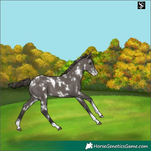 Horse Color:White Spotted Smoky Grullo Sabino Appaloosa