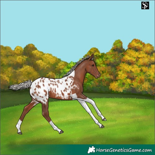 Horse Color:Silver Black Tobiano Appaloosa 