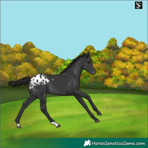 Horse Color:Black Appaloosa 