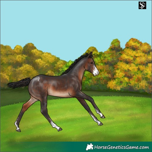 Horse Color:Brown Sabino Appaloosa