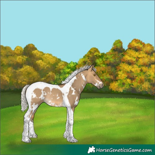Horse Color:White Spotted Silver Buckskin Dun Tobiano Rabicano 