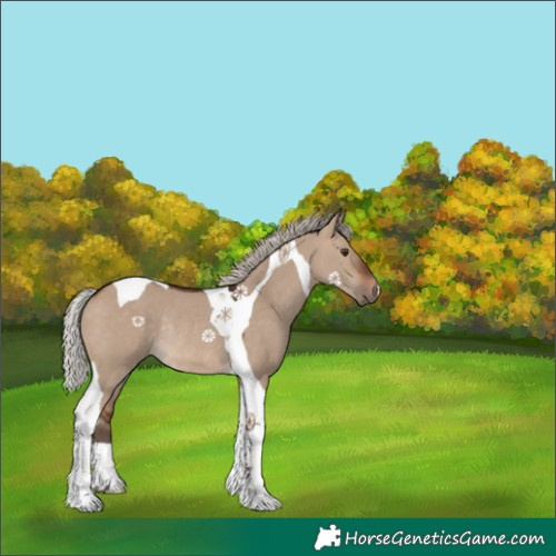 Horse Color:Silver Brown Dun Tobiano Rabicano 