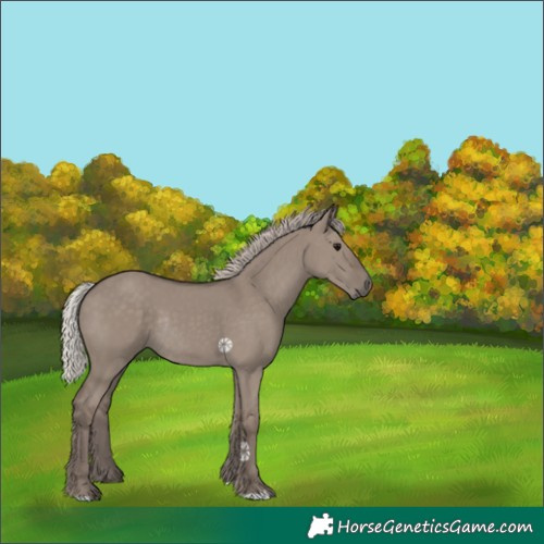 Horse Color:Silver Grullo Rabicano 