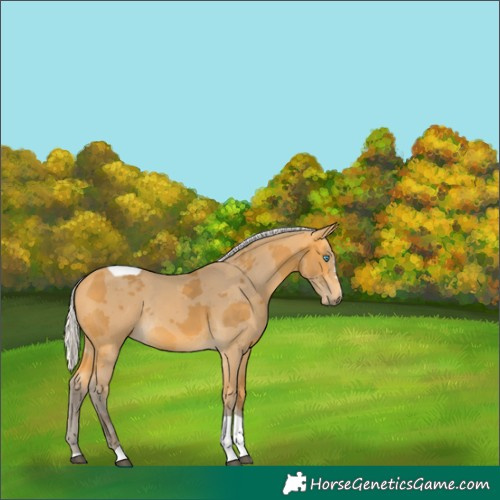 Horse Color:Silver Buckskin Merle Tobiano Rabicano 